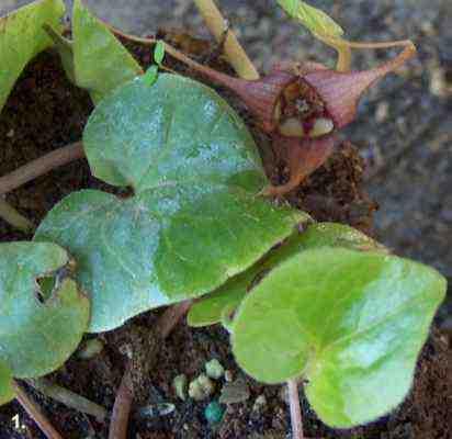 Plant+with+heart+shaped+leaf