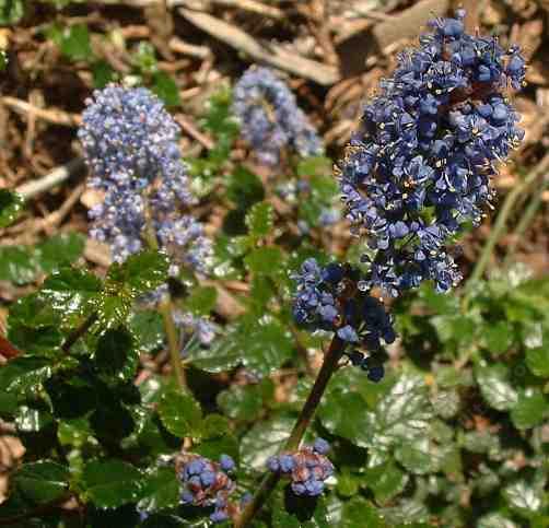 Ceanothus Frosty Blue makes a fast hedge.