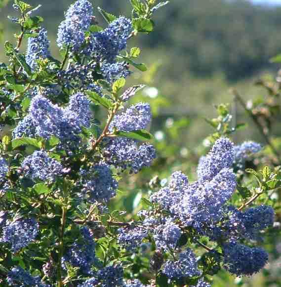 Ceanothus Mountain Haze makes a good hedge.