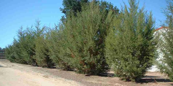 Cupressus forbesii, Tecate cypress, makes a tall, fast growing, hedge.