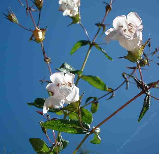 San Diego pitcher sage has white flowers and fragrant foliage.