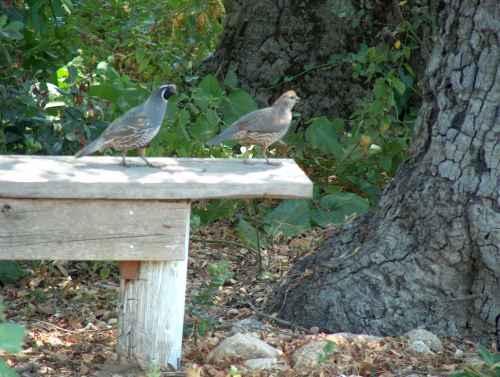 We have lots of California quail!