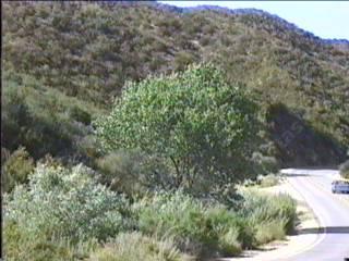 Populus fremontii, Western cottonwood, makes a very fast, very large screen.