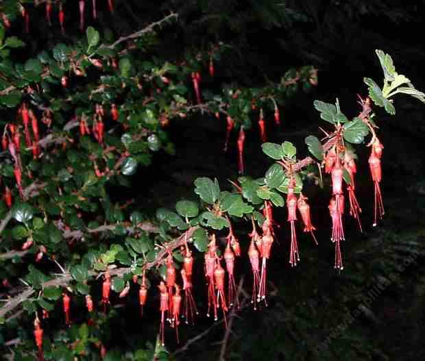 Ribes speciosum, fuchsia-flowered gooseberry, makes a formidable hedge.