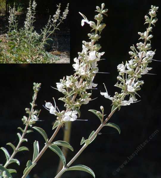Salvia apiana compacta's foliage color is Gray , type is Evergreen , has fragrance, and is edible.