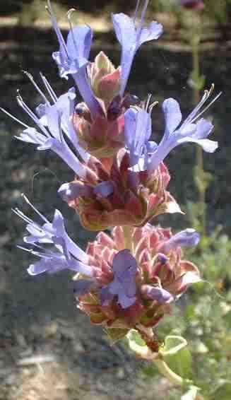 Salvia Celestial Blue is a fragrant hybrid sage with large showy flowers.