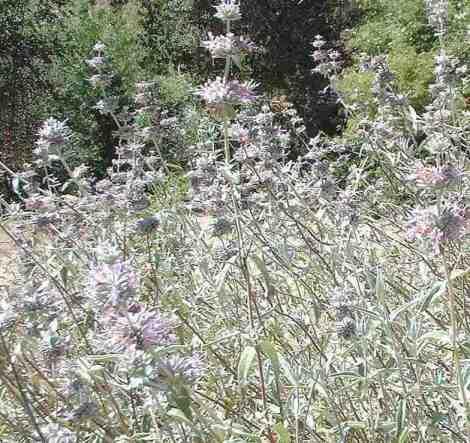 Salvia leucophylla is great for a bird garden and a butterfly garden.