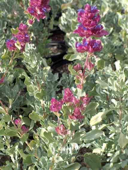 Salvia pachyphylla, Mountain Desert Sage has huge purple bracts surrounding deep blue flowers.