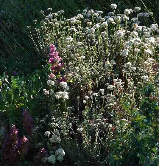 Buchwheats and sages are very drought tolerant in Southern California.