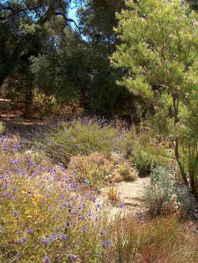 A desert garden with Desert sage and Cleveland sage