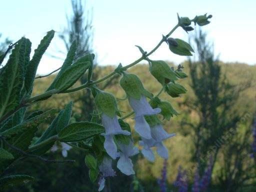 California pitcher sage has large light purple flowers and fragrant foliage.