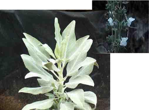 white sage has large leaves and white flowers and foliage