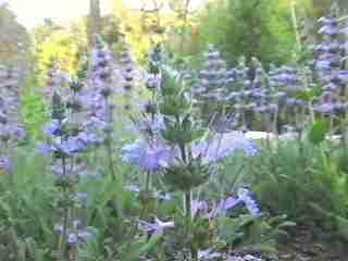Salvia sonomensis is a blue flowered sage that grows only a few inches off the ground.