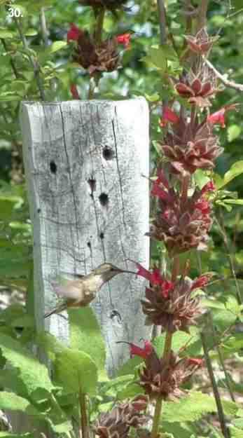 Hummingbird Sage is a Salvia that grows in the shade of oaks.