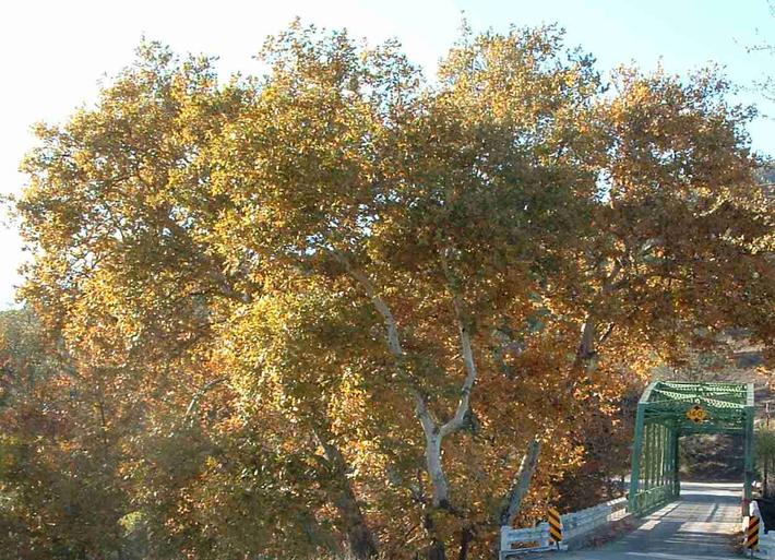 Platanus racemosa makes a showy, fast growing screen.