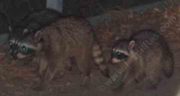 "so mom whose garden are we burgling tonight?" junior raccoon