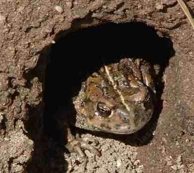 "don't run me over and I'll eat our small garden pests" Mr toad