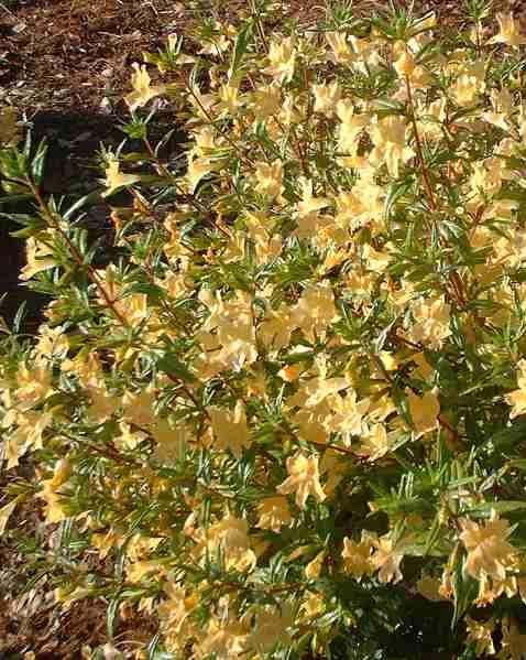 Monkey flowers are a great additon to the garden.