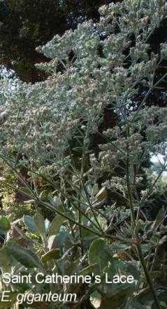 Eriogonum giganteum tolerates full sun, part sun, seaside conditions, alkaline soil,and clay.