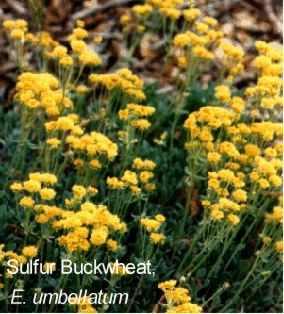 Eriogonum umbellatum tolerates full sun, part sun, clay,and deer.