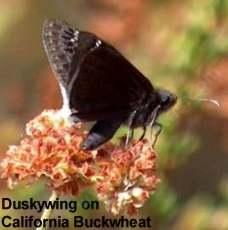 a dusky wing on a eriogonum fasciculatum