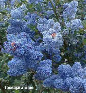 Ceanothus Tassajara Blue Ceanothus tolerates full sun,and part sun.
