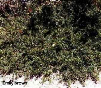Ceanothus gloriosus exaltatus Emily Brown tolerates full sun, part sun, sand, clay,and deer.