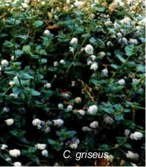 Ceanothus griseus tolerates full sun, part sun, sand,and clay.