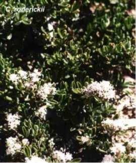 Ceanothus roderickii tolerates full sun, part sun,and serpentine.