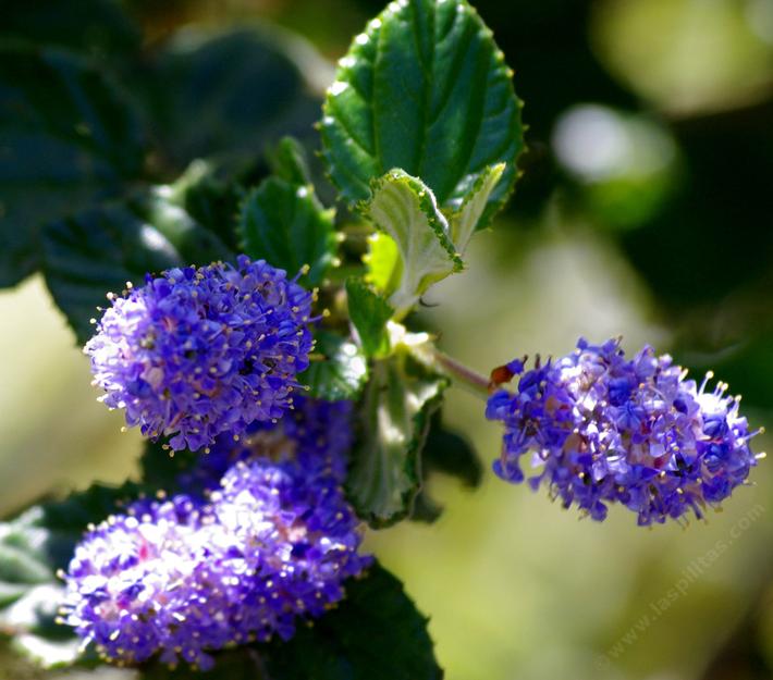 Ceanothus tomentosus tolerates full sun, part sun,and clay.