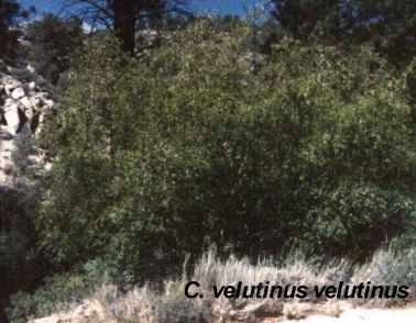 Ceanothus velutinus velutinus tolerates full sun.