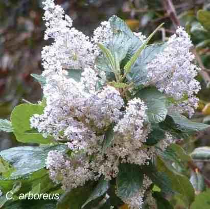 Ceanothus arboreus tolerates full sun, sand,and clay.