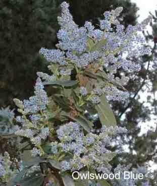 Ceanothus arboreus Owlswood Blue tolerates clay.