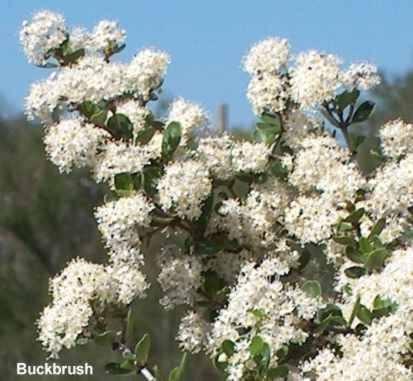 Ceanothus cuneatus tolerates full sun, sand, clay,and deer.