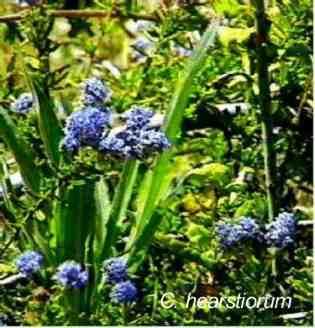 Ceanothus hearstiorum tolerates full sun, part sun, alkaline soil,and clay.