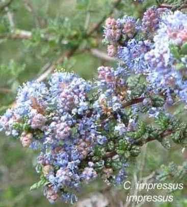 Ceanothus impressus impressus tolerates full sun, part sun,and sand.