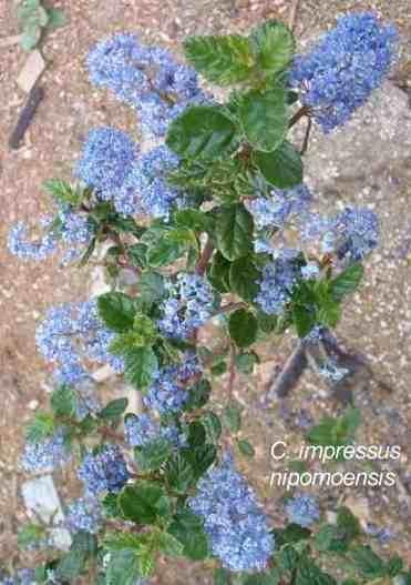 Ceanothus impressus nipomoensis tolerates full sun, part sun,and sand.