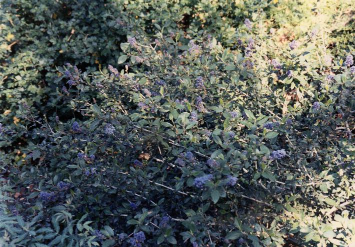 Ceanothus lemmonii tolerates full sun,and part sun.