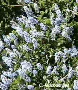 Ceanothus leucodermis tolerates full sun,and sand.