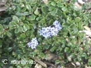 Ceanothus maritimus tolerates full sun,and clay.
