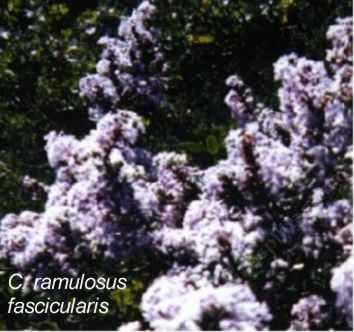 Ceanothus ramulosus fascicularis tolerates full sun, salt, sand,and deer.
