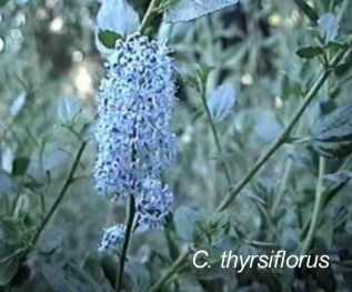 Ceanothus thyrsiflorus Klamath tolerates full sun,and part sun.