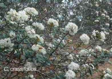 Ceanothus crassifolius tolerates full sun, clay,and deer.
