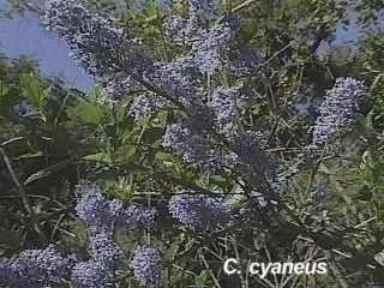 Ceanothus cyaneus Sierra Blue Ceanothus tolerates full sun,and part sun.