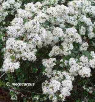 Ceanothus megacarpus tolerates full sun,and deer.