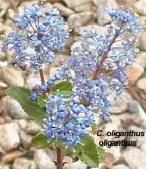 Ceanothus oliganthus oliganthus tolerates full sun, part sun,and sand.