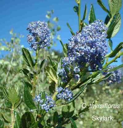 Ceanothus thyrsiflorus Skylark tolerates clay,and deer.