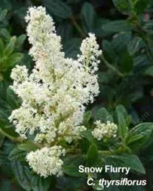 Ceanothus thyrsiflorus Snow Flurry tolerates full sun, part sun,and clay.