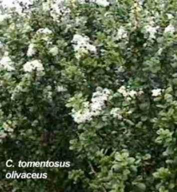 Ceanothus tomentosus olivaceus tolerates full sun.