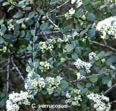 Ceanothus verrucosus tolerates full sun, sand,and deer.